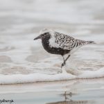 6651 Black-bellied Plover (Pluvialis squatarola), Galveston Island, Texas