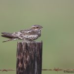 6652 Common Nighthawk (Chordeiles minor), Anahuac NWR, Texas