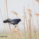 6654 Boat-tailed Grackle (Quiscalus major), Anahuac NWR, Texas