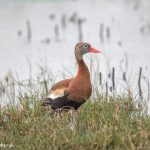6655 Black-bellied Whistling Duck (Dendrocygna autumnalis), Anahuac NWR, Texas