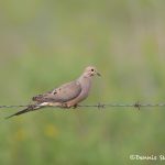 6656 Mourning Dove (Zenaida macroura), Anahuac NWR, Texas