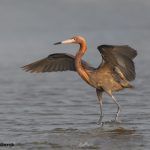 6662 Reddish Egret (Egretta rufescens), Galveston Island, Texas