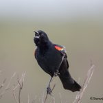 6669 Red-winged Blackbird (Agelaius phoeniceus), Anahuac NWR, Texas