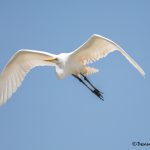 6672 Great Egret (Ardea alba), Rookery, High Island, Texas