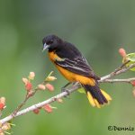 6679 Baltimore Oriole (Icterus galbula), Galveston Island, Texas