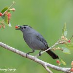 6692 Gray Catbird (Dumetella carolinensis), Galveston Island, Texas