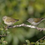 6704 Male and Female Tennessee Warbler (Oreothlypis peregrina), Galveston Island, Texas