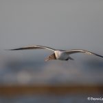 6714 Sunrise, Laughing Gull (Leucophaeus atricill), Galveston Island, Texas