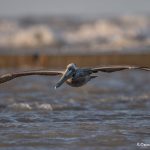 6715 Brown Pelican (Pelicanus occidentalis), Galveston Island, Texas