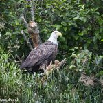 6717 Bald Eagle, Katmai National Park, Alaska