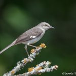 6719 Northern Mockingbird (Mimus polyglottos), Galveston Island, Texas