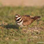 6727 Killdeer (Characrius vociferus), Galveston Island, Texas