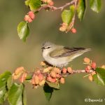 6728 Tennessee Warbler (Oreothlypis peregrina), Galveston Island, Texas