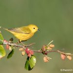 6736 Yellow Warbler (Setophaga petechia), Galveston Island, Texas