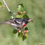 6734 Rose-breasted Grosbeak (Pheucticus ludovicianus), Galveston Island, Texas