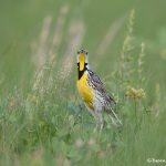 6741 Eastern Meadowlark (Sturnella magna), Galveston Island, Texas