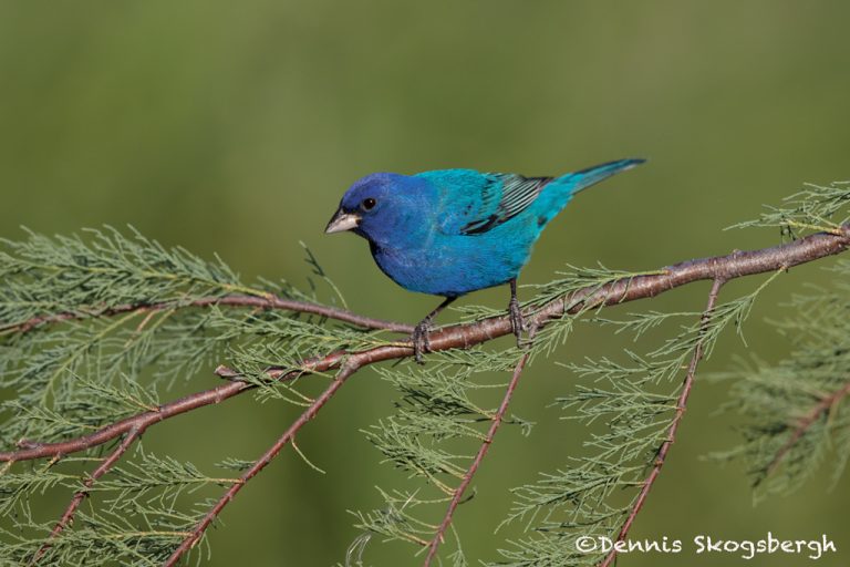 6743 Male, Indigo Bunting (Passerina cyanea), Galveston Island, Texas ...