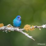 6744 Male, Indigo Bunting (Passerina cyanea), Galveston Island, Texas