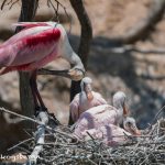 6758 Roseate Spoonbill Nest with Chicks, Rookery, High Island, Texas