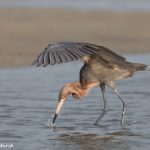 6759 Reddish Egret (Egretta rufescens), Galveston Island, Texas