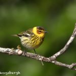 6767 Male Cape May Warbler (Setophaga tigrina), Galveston Island, Texas