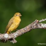 6770 Female Summer Tanager (Piranga rubra), Galveston Island, Texas