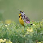 6777 Singing Eastern Meadowlark (Sturnella magna), Galveston Island, Texas