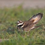 6681 Killdeer (Charadrius vociferous), Galveston Island, Texas