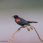 6783 Red-winged Blackbird (Agelaius phoeniceus), Hagerman NWR, Texas