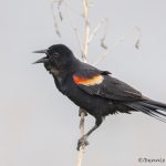 6787 Red-winged Blackbird (Agelaius phoeniceus), Hagerman NWR, Texas
