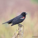 6788 Red-winged Blackbird (Agelaius phoeniceus), Hagerman NWR, Texas