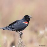 6789 Red-winged Blackbird (Agelaius phoeniceus), Hagerman NWR, Texas