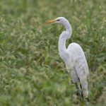 6802 Great Egret (Ardea alba), Hagerman NWR, Texas