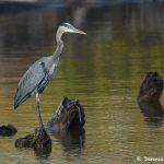 6810 Great Blue Heron (Ardea herodias), Hagerman NWR, Texas