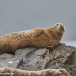 6816 Sea Lion, Katmai National Park, Alaska