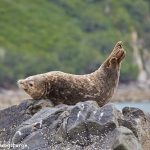6818 Sea Lion, Katmai National Park, Alaska