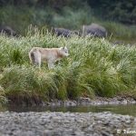 6821 Wolf, Katmai National Park, Alaska