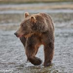 6823 Kodiak Bear, Katmai National Park, Alaska