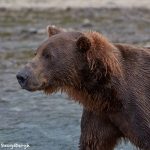 6824 Kodiak Bear, Katmai National Park, Alaska