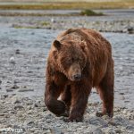 6825 Kodiak Bear, Katmai National Park, Alaska