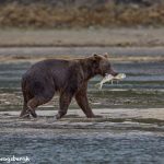 6829 Kodiak Bear, Katmai National Park, Alaska