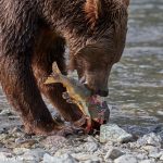 6833 Kodiak Bear, Katmai National Park, Alaska