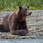 6842 Kodiak Bear, Katmai National Park, Alaska