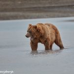 6846 Kodiak Bear, Katmai National Park, Alaska