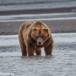 6848 Kodiak Bear, Katmai National Park, Alaska
