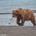 6849 Kodiak Bear, Katmai National Park, Alaska