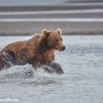 6853 Kodiak Bear, Katmai National Park, Alaska
