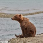 6854 Kodiak Bear, Katmai National Park, Alaska