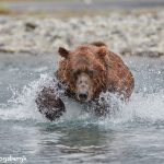 6857 Kodiak Bear, Katmai National Park, Alaska