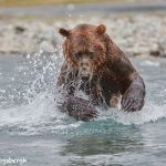 6858 Kodiak Bear, Katmai National Park, Alaska